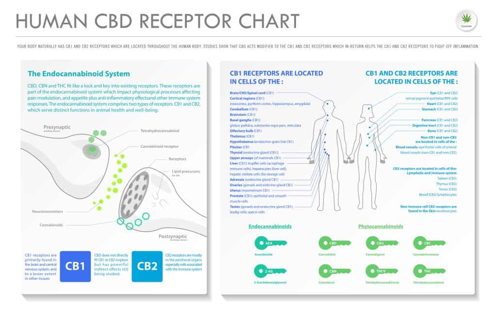 Human CBD Receptor chart