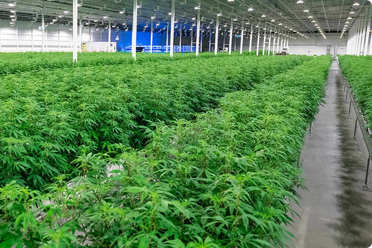 medreleaf facility