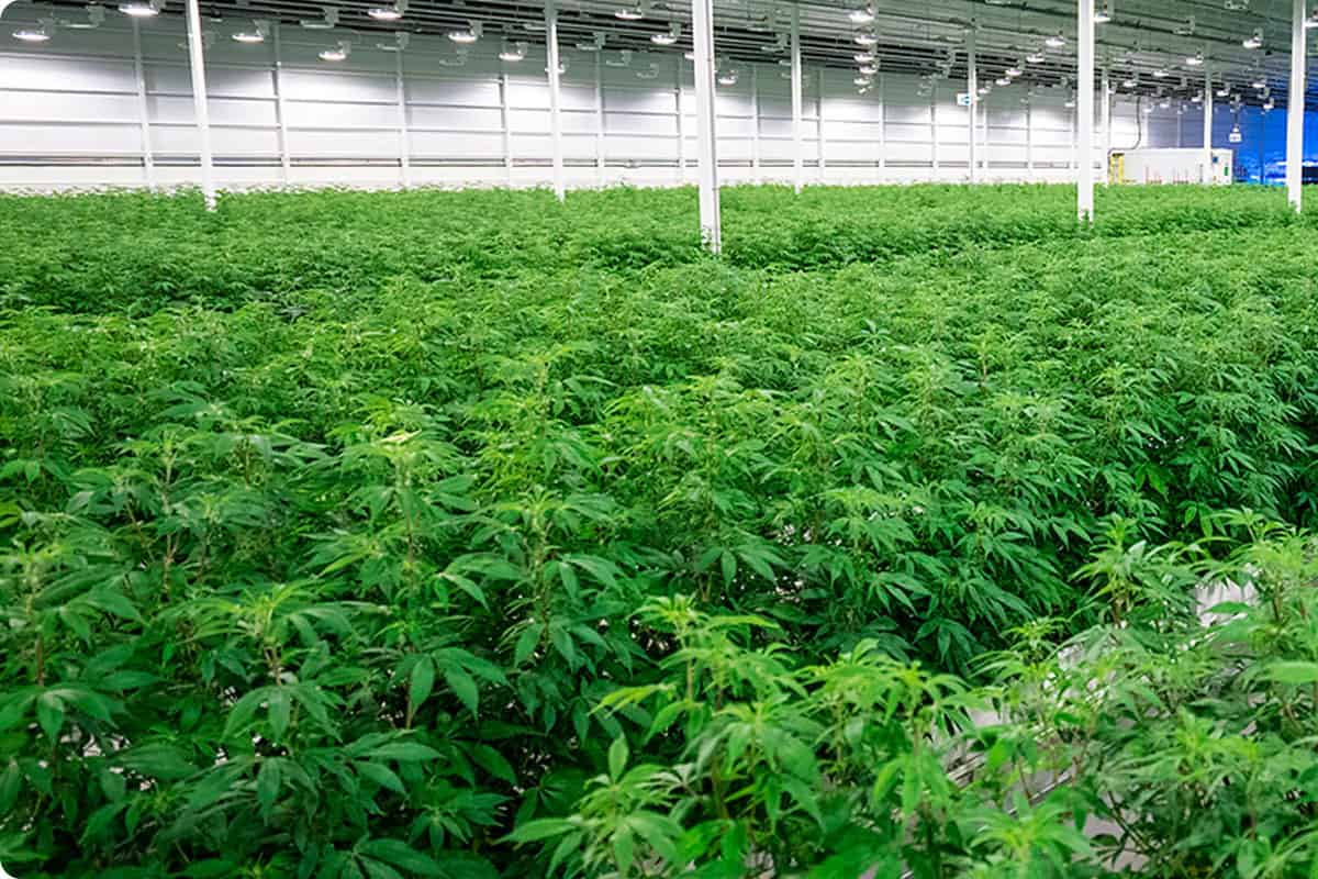 medreleaf facility