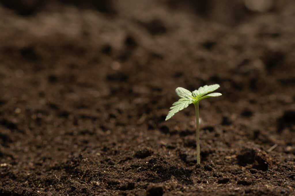 small cannabis plant