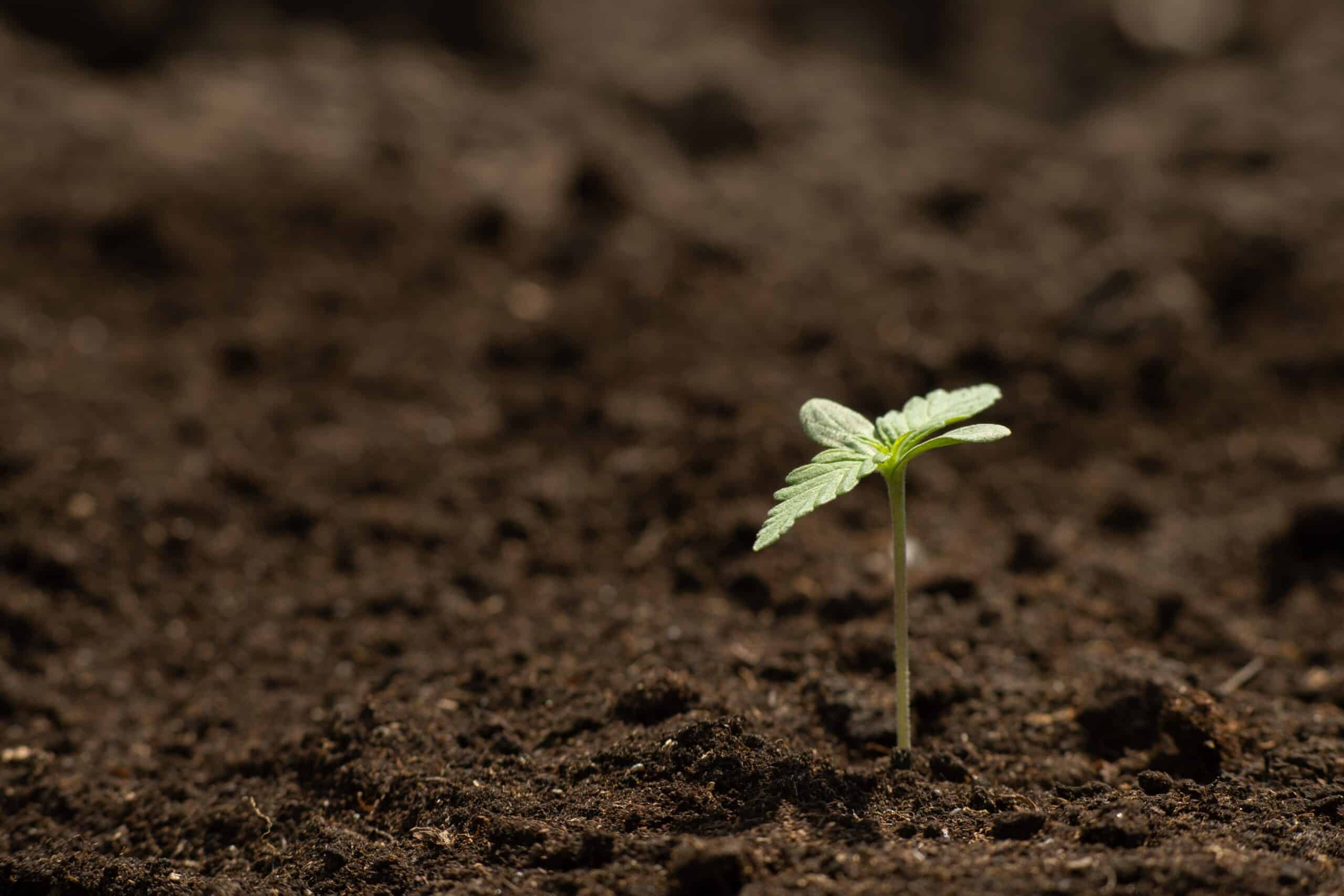 small cannabis plant